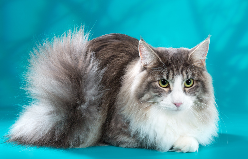 ���������� ������. ��������