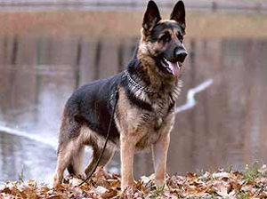 ������������������� �������. ��������