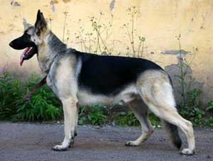 ������������������� �������. ��������