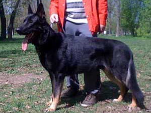 ������������������� �������. ��������