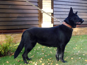 ������������������� �������. ��������