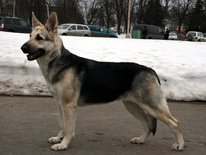 ������������������� �������. ��������