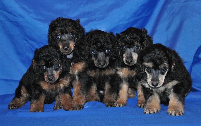 ������ ���