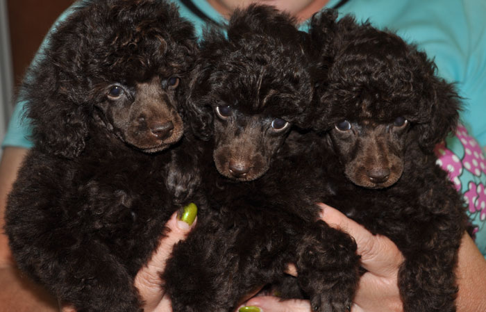 ������ ���