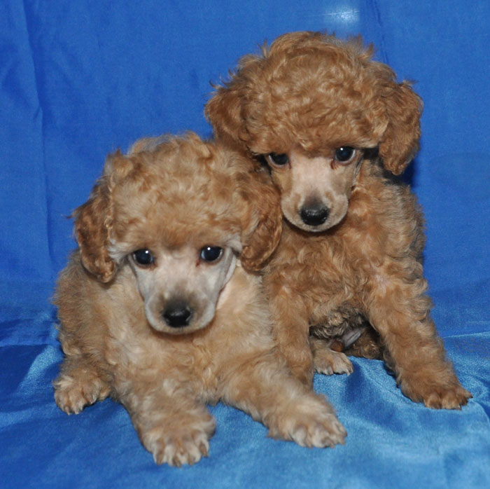 ������ ���