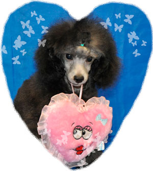 ������ ���