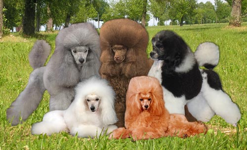 ������ ���