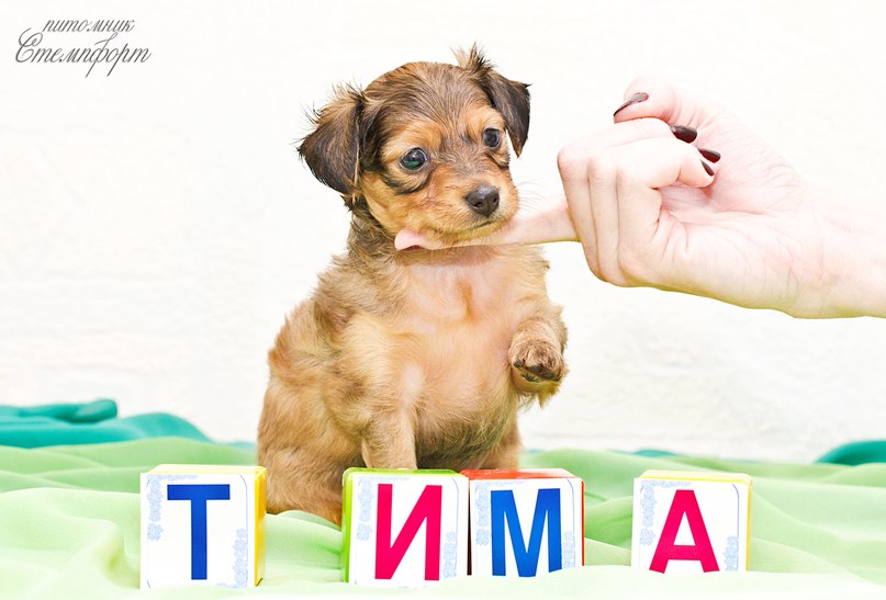 ������� ���-������. ��������