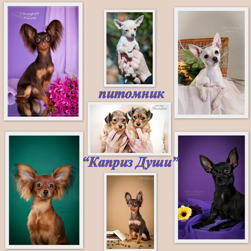 ������� ���-������. ��������