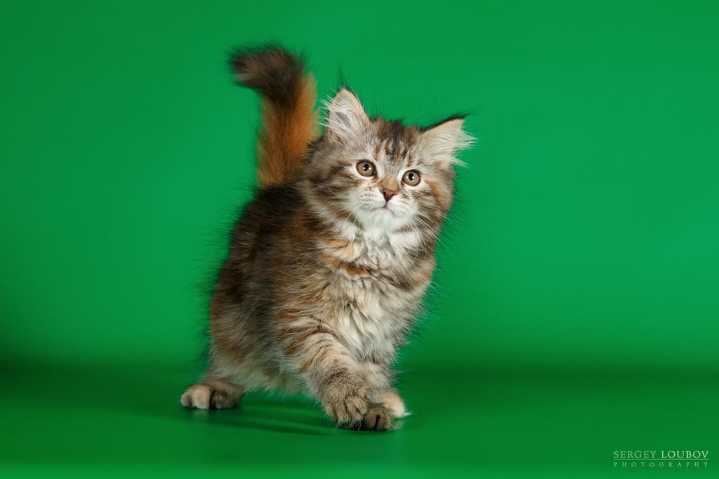 ��������� ����� �� ��������� ����� ������� ������� /great Joy