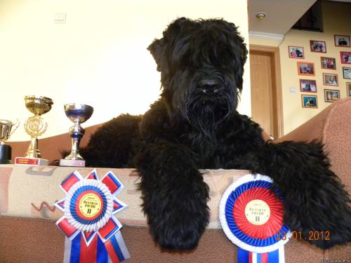 ������ ������