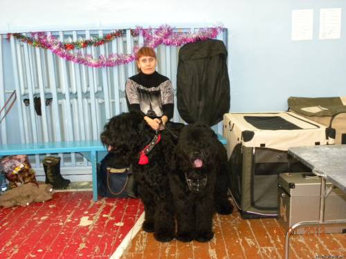 ������ ������