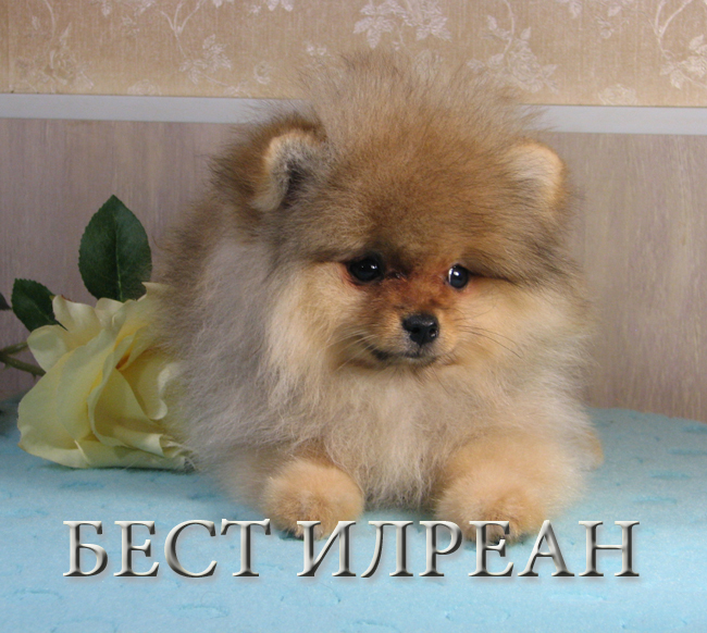 ������������� �������� �����