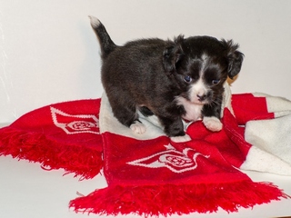 ������������� �������� �����