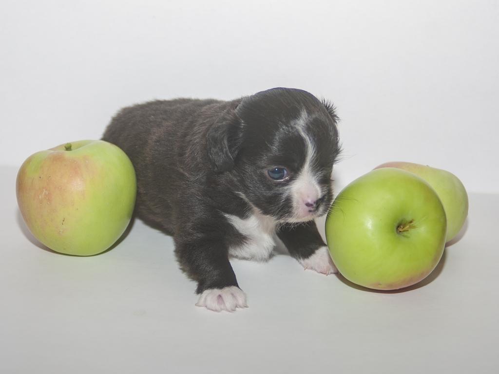 ������������� �������� �����