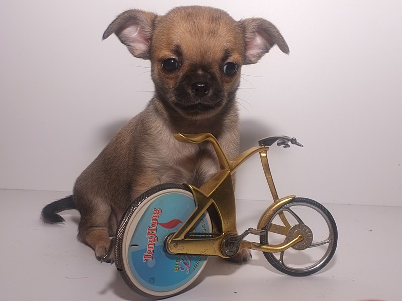 ������������� �������� �����