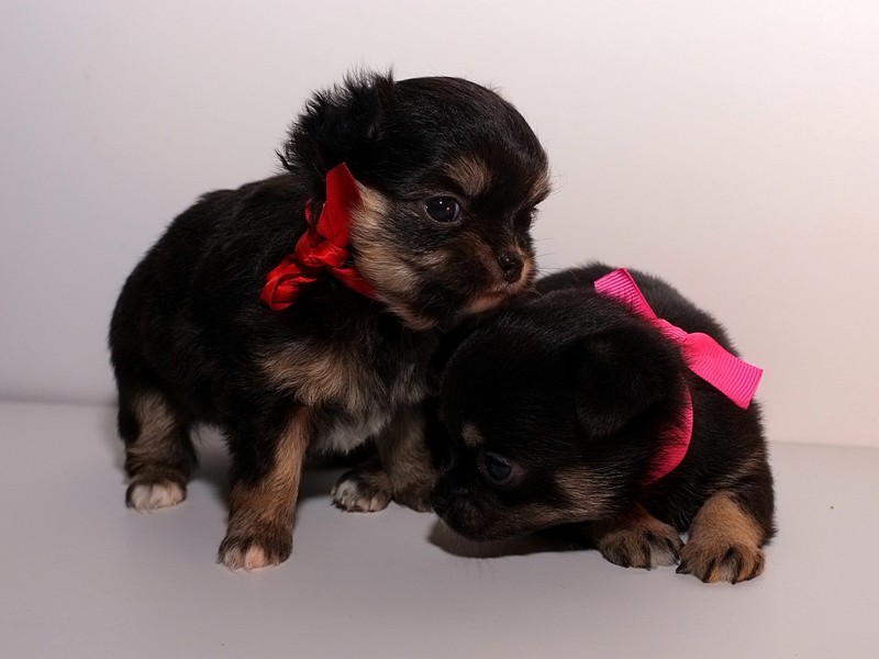 ������������� �������� �����