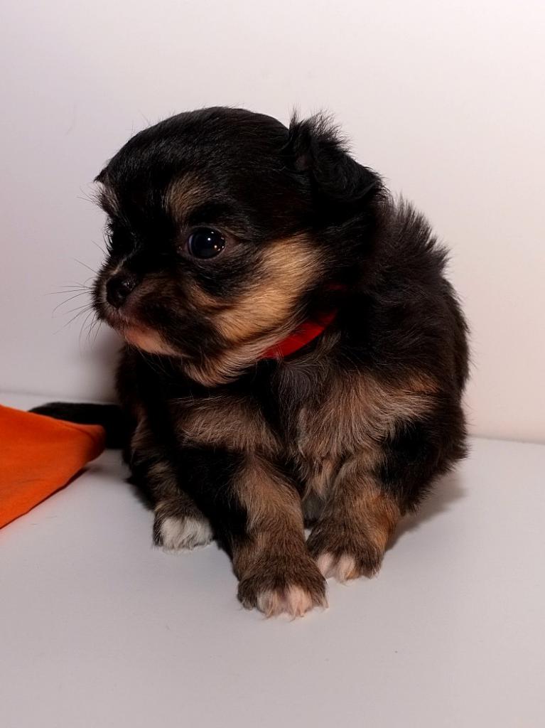 ������������� �������� �����