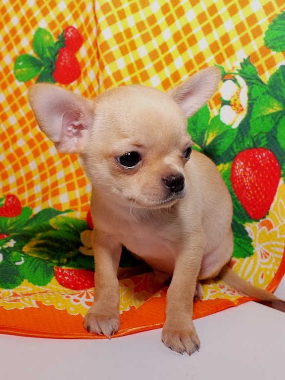 ������������� �������� �����