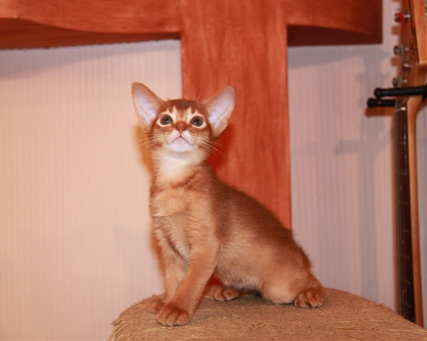 ����������� ����� �� ��������� ����� Sunburst