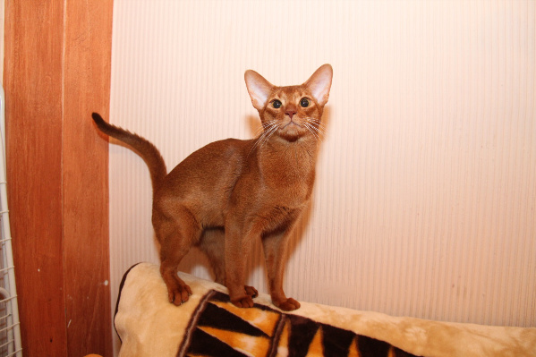 ����������� ����� �� ��������� ����� Sunburst