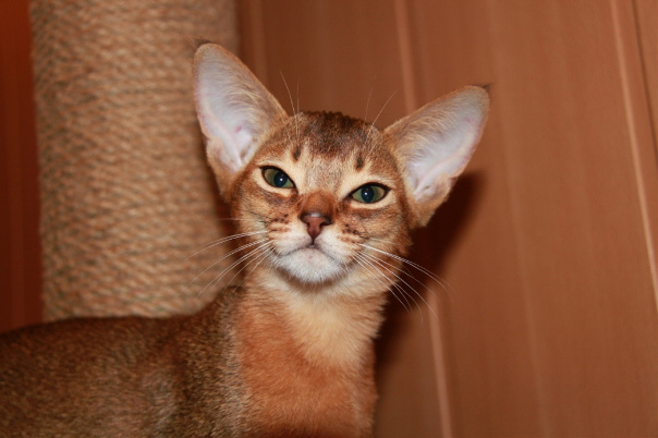 ����������� ����� �� ��������� ����� Sunburst