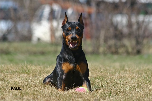 �����������. ��������