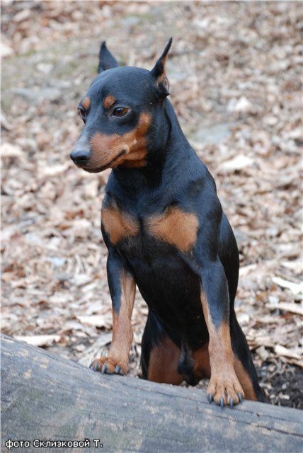 �����������. ��������