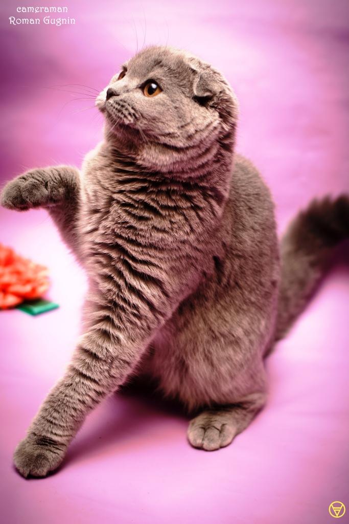 ����������� ��������������� ��������� (�������-������). ��������