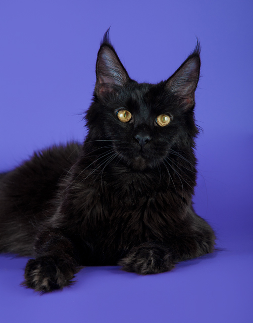 ����-��� �� ��������� ����� Adamand