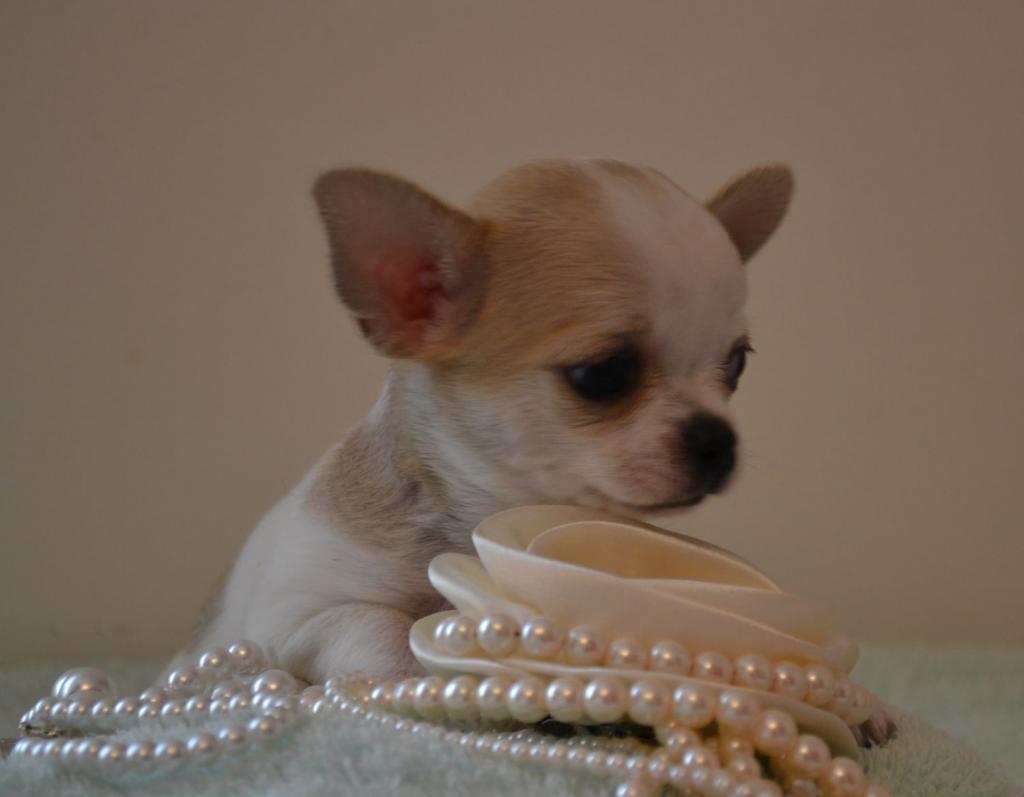 ������������� �������� �����