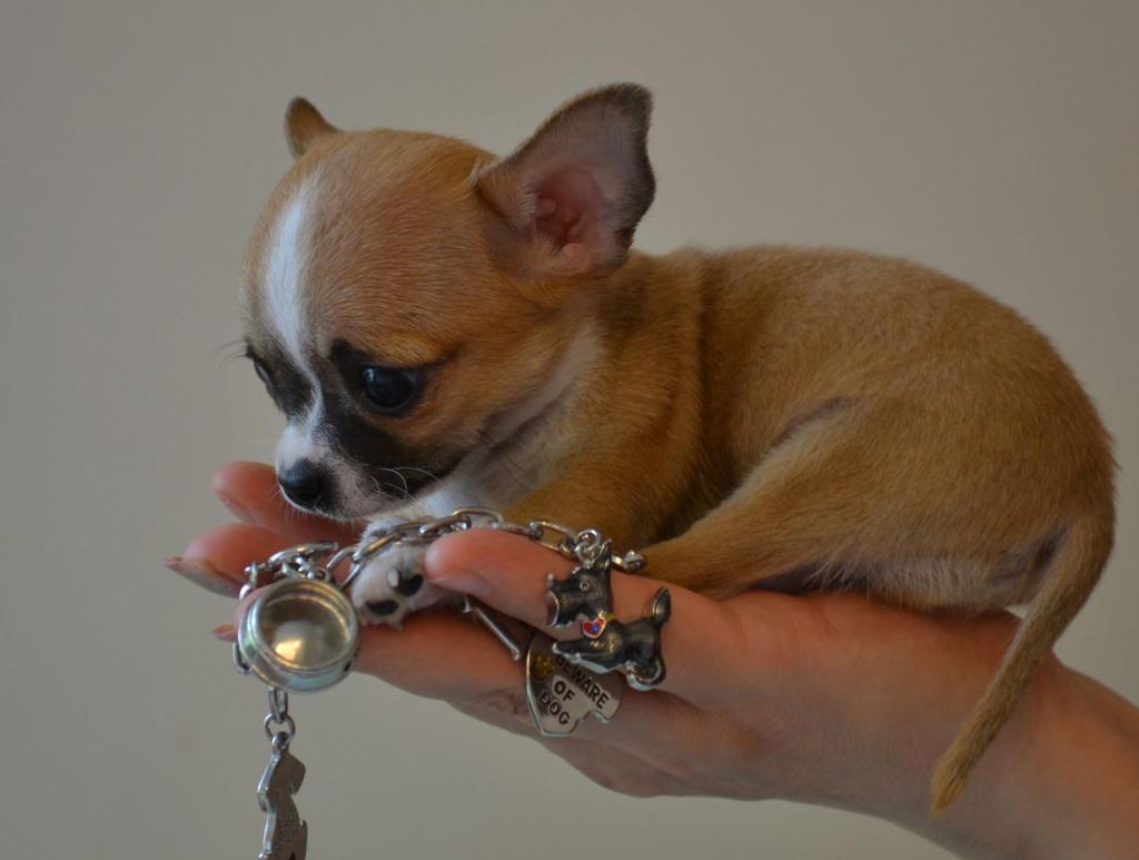 ������������� �������� �����