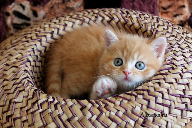 ����������� ��������������� ��������� (�������-������). ��������