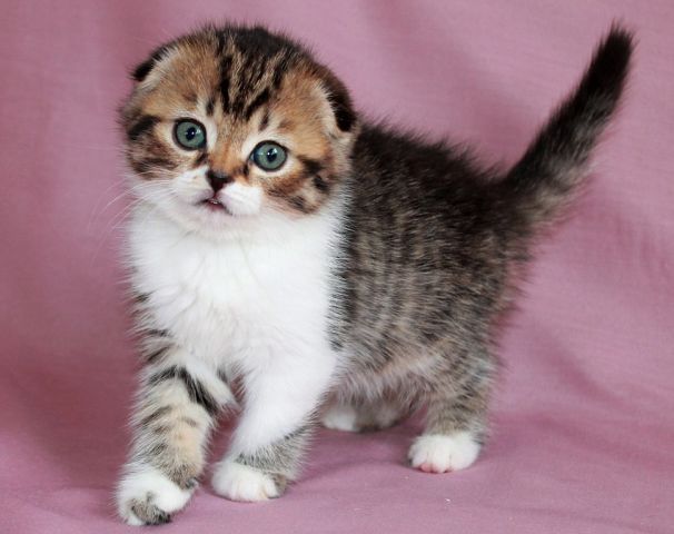 ����������� ��������������� ��������� (�������-������). ��������