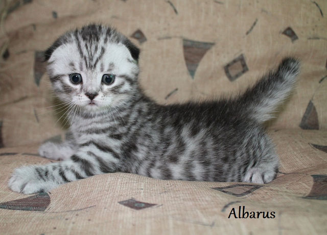 ����������� ��������������� ��������� (�������-������). ��������