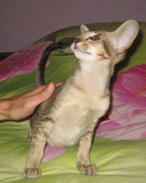 ������������ (��������� ���������������). ��������