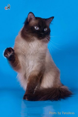 ������� �����������. ��������