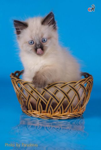 ������� �����������. ��������