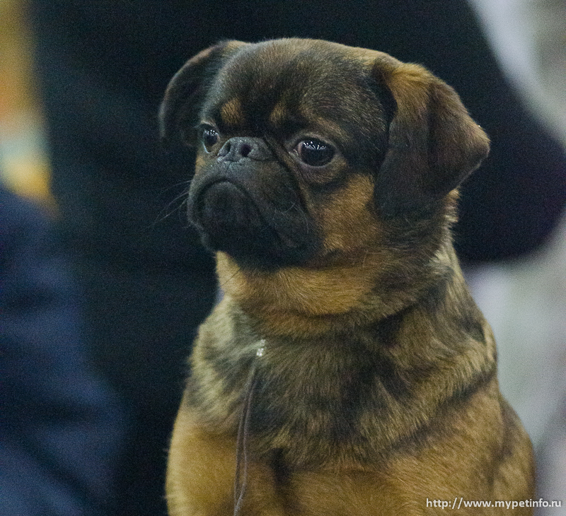 ������������� �������� �����