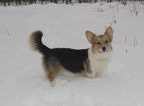 ������������� �������� �����