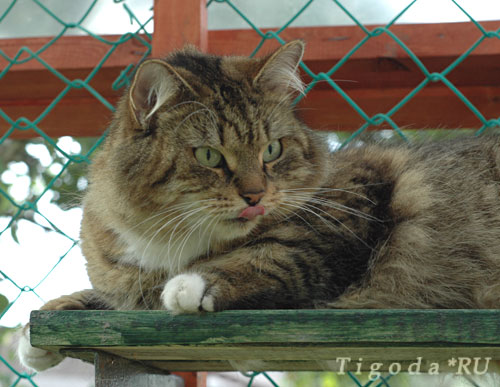 ��������� �����. ��������