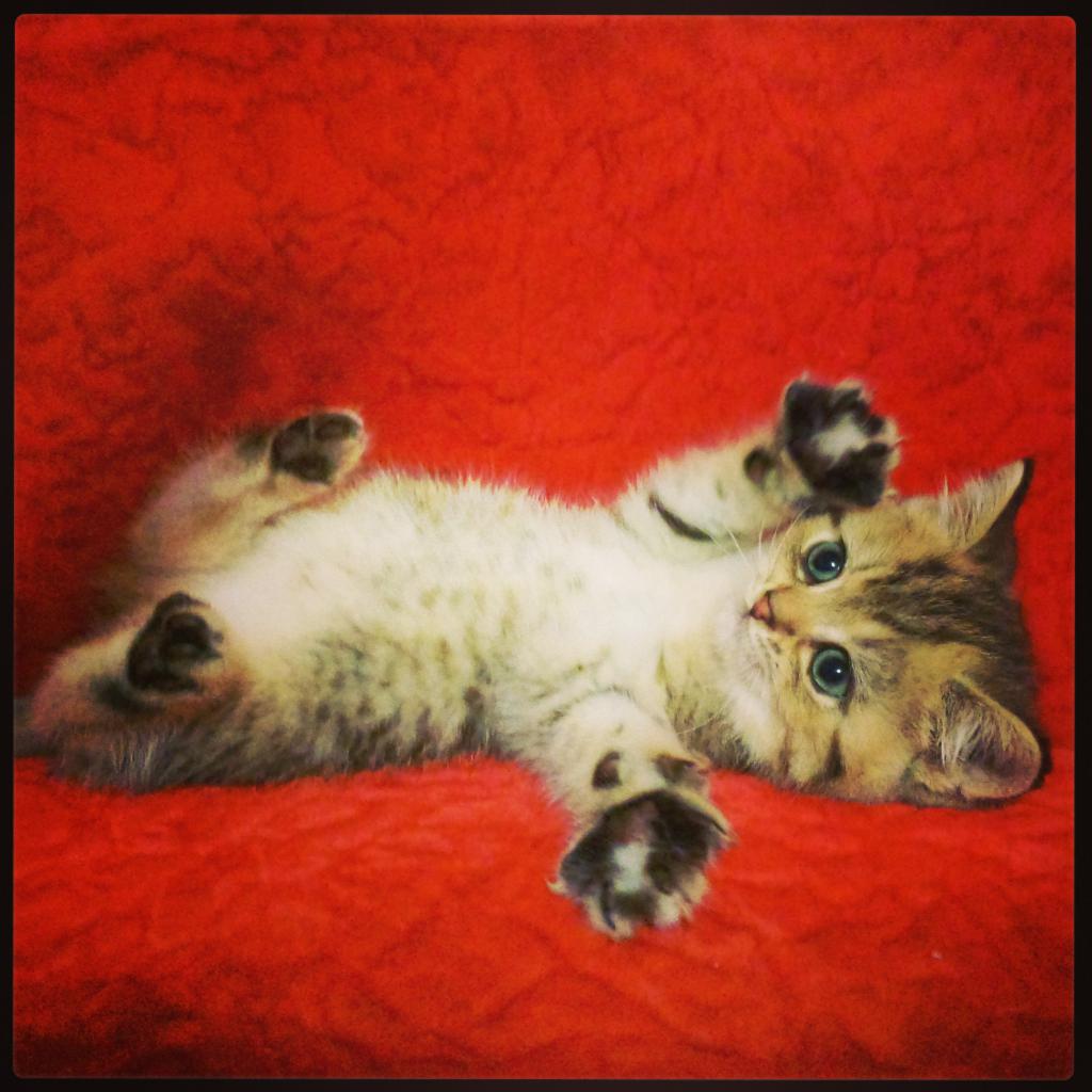 ������������� �������� �����