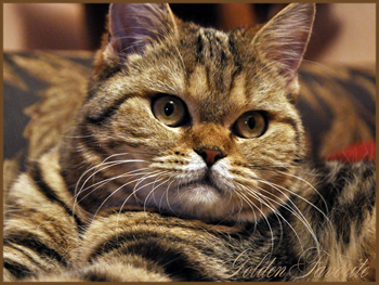 ����������� ��������������� ��������� (�������-������). ��������