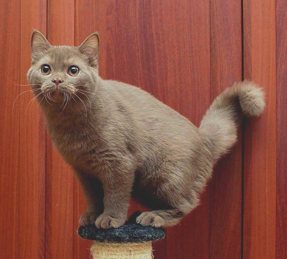 ���������� ���������������. ��������