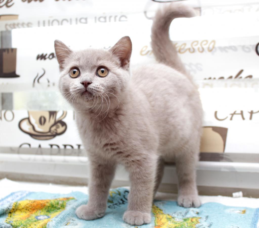 ���������� ���������������. ��������