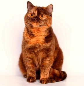 ���������� ���������������. ��������