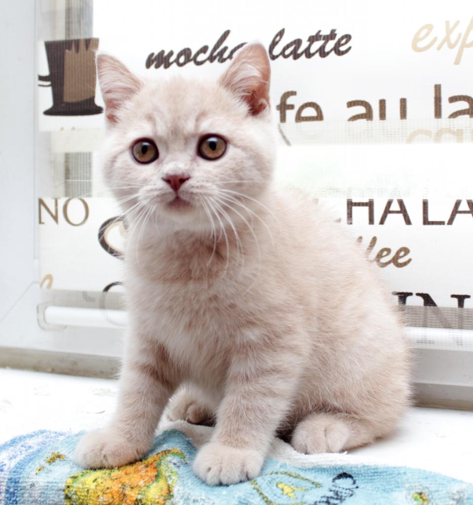 ���������� ���������������. ��������