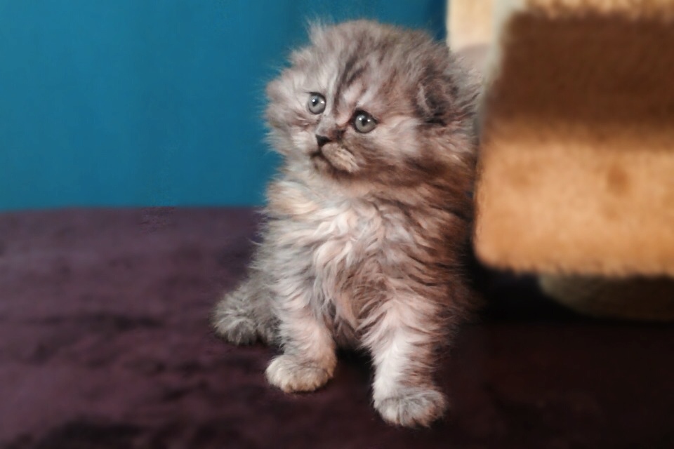 ����������� ��������������� ��������� (�������-������)