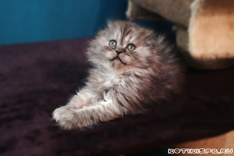 ����������� ��������������� ��������� (�������-������)