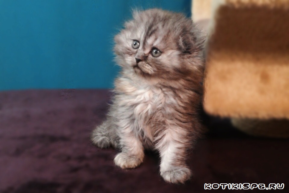 ����������� ��������������� ��������� (�������-������)